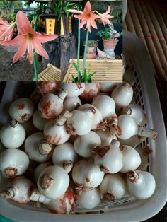 ว่านสี่ทิศ ชื่อวิทยาศาสตร์: Hippeastrum johnsonii.  เชื่อกัน