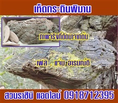 เห็ดกระถินพิมาน  Phellinus Linteus