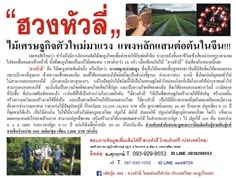 ฮวงหัวลี่ ไม้เศรษฐกิจมาแรง แพงที่สุดในจีน