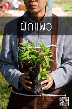 ผักแพว