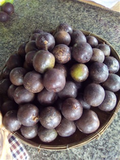 เมล็ดตาลฟ้าพร้อมเพาะจำนวนมาก