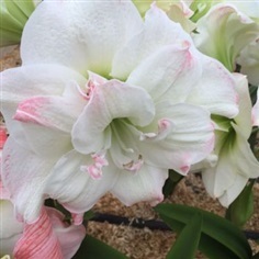 ว่านสี่ทิศ Amaryllis จากฮอลแลนด์แท้ ชื่อสี Amadeus