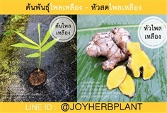 ต้นพันธุ์ไพลเหลือง หัวไพลเหลือง ปลีก-ส่ง จัดส่งทั่วประเทศ