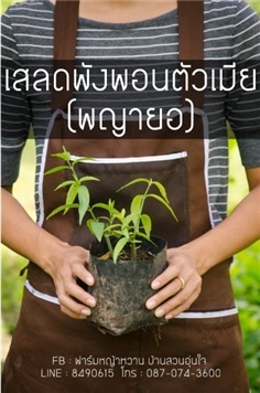 เสลดพังพอนตัวเมีย (พญายอ)