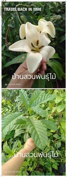 พุดแตรงอน