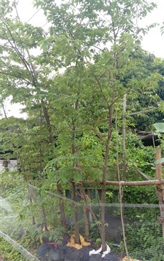 ต้นตะขบไทย ไม้ล้อมต้นตะขบ