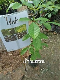 ต้นไข่เน่า