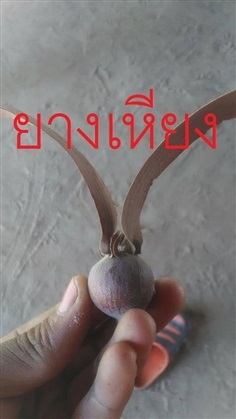 ยางเหียง