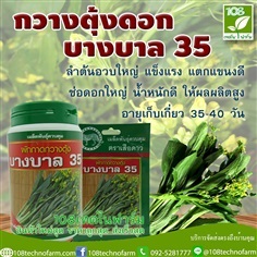 กวางตุ้งดอก บางบาล 35