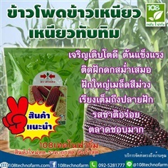 ข้าวโพดข้าวเหนียว เหนียวทับทิม