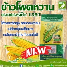 ข้าวโพดหวานด็อกเตอร์เป็ด SM 1351