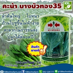 คะน้าบางบัวทอง 35