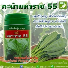 คะน้า มหาราช55