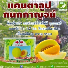 แคนตาลูป กนกกาญจน์