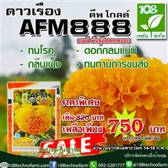 ดาวเรือง ดีพ โกลด์ AFM888