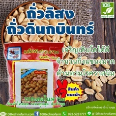 ถั่วลิสงถั่วดินนกบินทร์