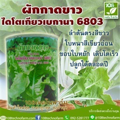 ผักกาดขาวไดโตเกียวเบกานา 6803