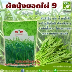 ผักบุ้งจีนยอดไผ่ 9