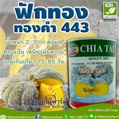 ฟักทอง ทองคำ443