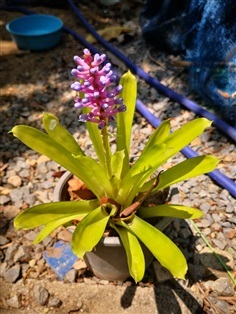 สับปะรดสี ก้านไม้ขีด Aechmea gamosepala