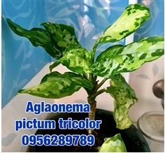 Aglaonema pictum tricolor,เสือพราน 3สี,อโกลนีม่า 