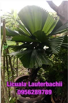 กระพ้อ Licuala lauterbachii สายพันธุ์ 