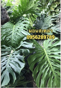 มอนสเตอล่า ,มอนสเตล่า, มอนสเตอร่า,Monstera