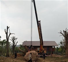 รับขุดย้ายต้นไม้เล็กหรือใหญ่