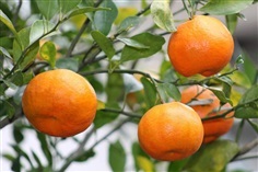 จำหน่ายส้มแมนดารินออสเตรเลีย ไร้เมล็ด รสชาติหวาน แบบเสียบยอด