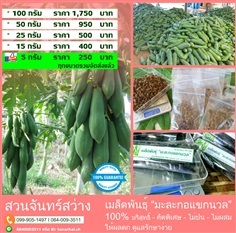 จำหน่ายเมล็ดพันธุ์ &quot;มะละกอแขกนวล - ดำเนิน&quot; บริสุท แท้ 100%