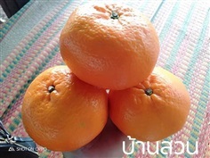 ส้มแมนดาริน