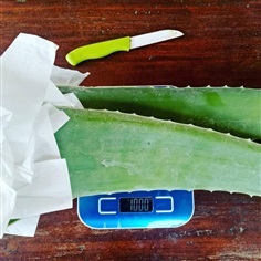 ก้านว่านหางจระเข้พันธุ์ Barbadensis aloe vera 