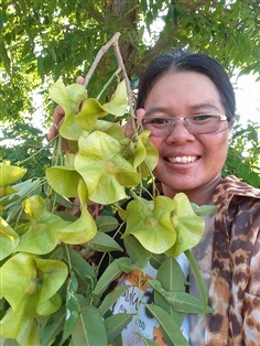 ขายเมล็ดพร้อมเพาะประดู่ป่าจำนวนมาก