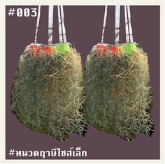 เคราฤาษีในกระถางสีสดใส