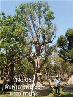 ต้นพูนทรัพย์ No. 06
