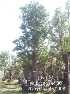 ประดงแดง No. 014