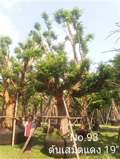 เสม็ดแดง No. 093