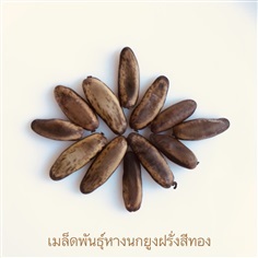 เมล็ดพันธุ์หางนกยูงฝรั่งสีทอง (สีเหลือง)