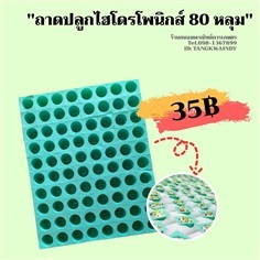 ถาดไฮโดรฯ 80 หลุม