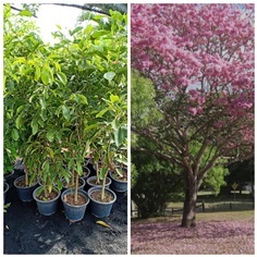 ต้นเบบูยาสีชมพูราคาต้นละ600บาท