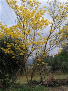 ต้นเหลืองอินเดีย