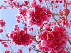 ซากุระญี่ปุ่นแท้พันธ์โอกินาว่า ออกดอกในพื้นที่ไม่สูงมากนัก