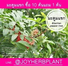 ต้นมะตูมแขก ซื้อ 10แถม 1 (Brazilian pepper tree)