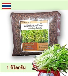  เมล็ดผักบุ้งพันธุ์เรียวไผ่  เมล็ดผักบุ้งสำหรับเพาะงอก