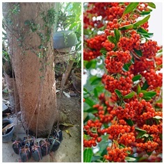 Rosaceae Pyracantha ราคาต้นละ690บาท