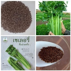 เมล็ดคื่นฉ่ายฝรั่ง (เซเลอรี่ - Celery) ราคาถุงละ170บาท