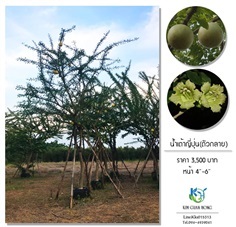 นำเต้าญี่ปุ่น(ตัวกลาย)