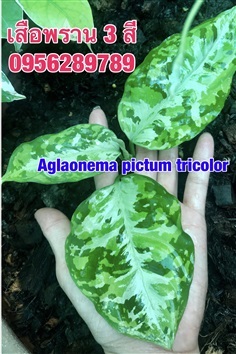 Aglaonema pictum tricolor,เสือพราน 3 สี.