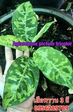 เสือพรานสามสี,Aglaonema pictum tricolor,..