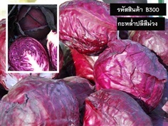 เมล็ดพันธุ์กะหล่ำปลีสีม่วง